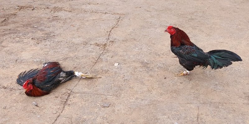 Chơi chọi gà Thomo an toàn, minh bạch và công bằng