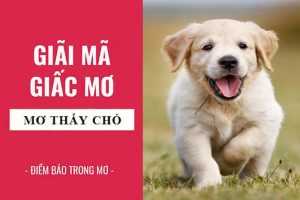 Avatar mơ thấy con chó điềm gì Kuwin